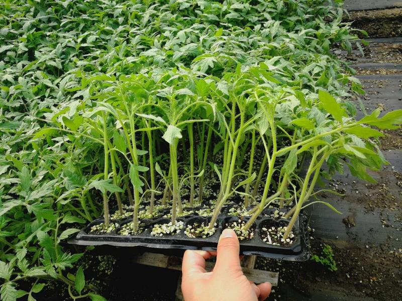 西红柿苗荷兰进口番茄苗，抗病毒高产番茄苗