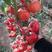 西红柿苗荷兰进口番茄苗，抗病毒高产番茄苗
