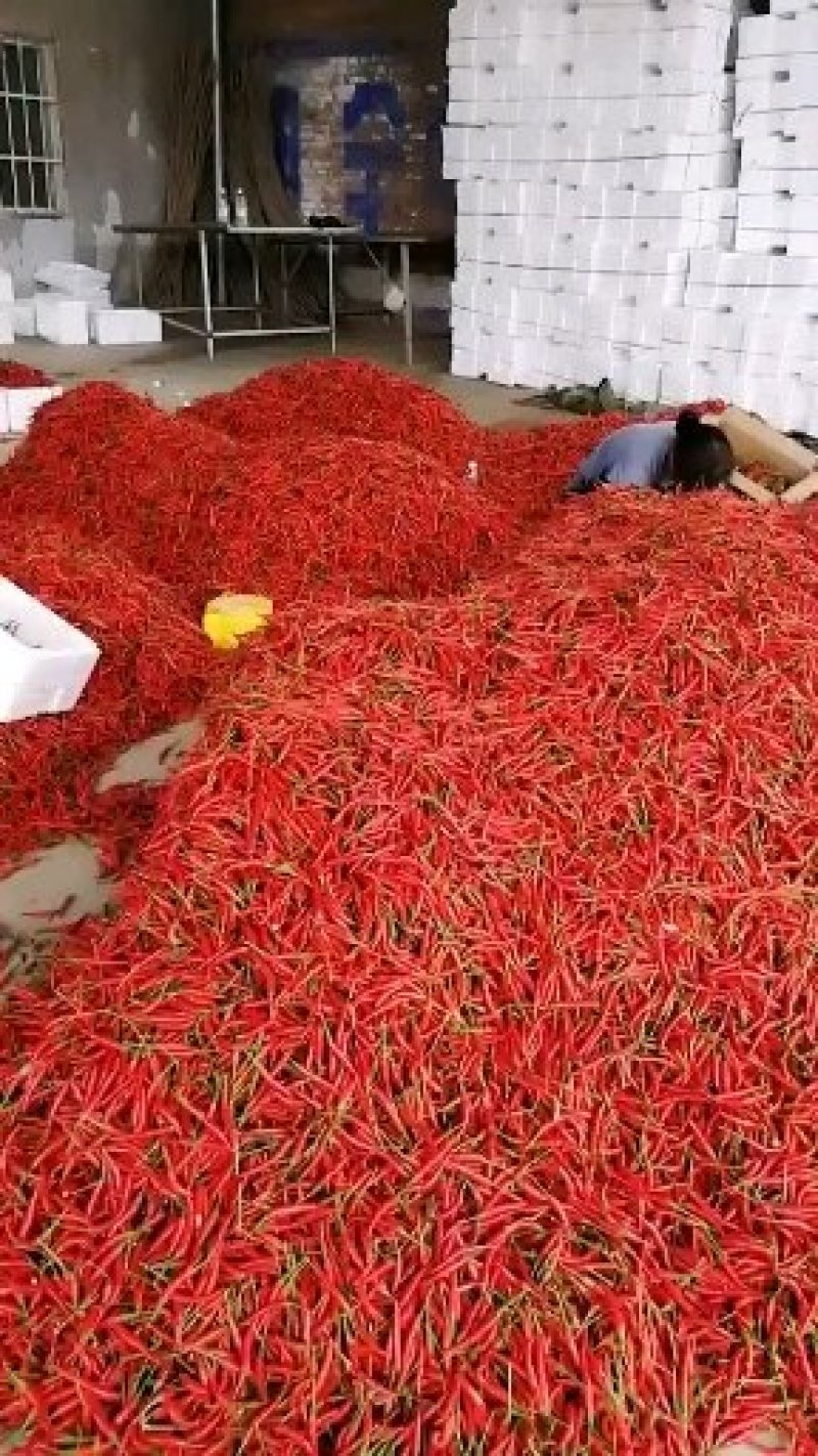 精品小米椒，万亩小米椒基地，支持全国发货，提供各种包装