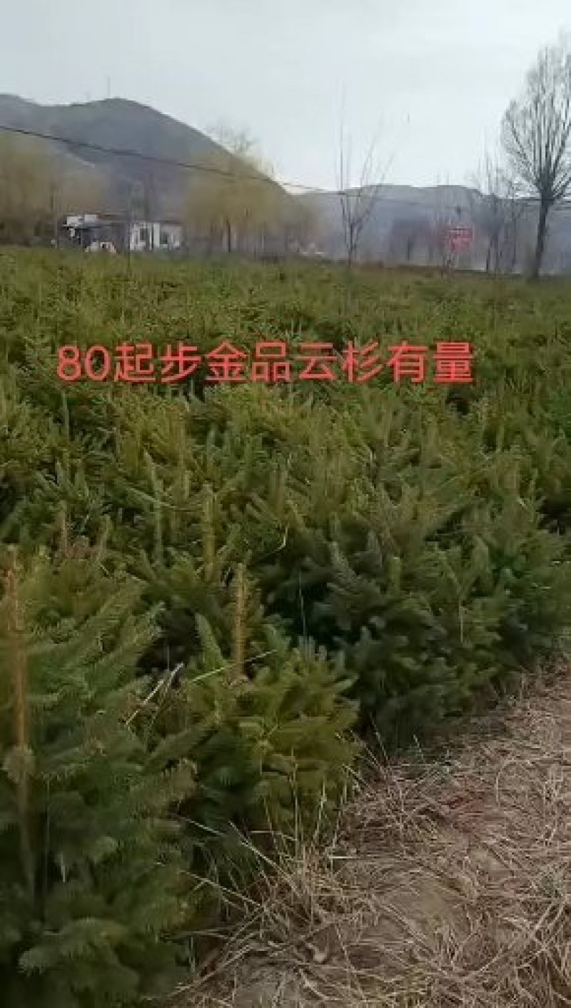 云杉50到5米