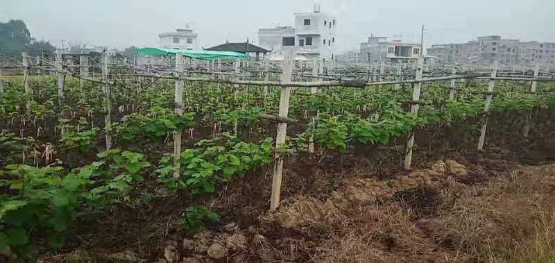 葡萄树苗本地区有几百万亩葡萄种植，供应各种大苗小苗规格。