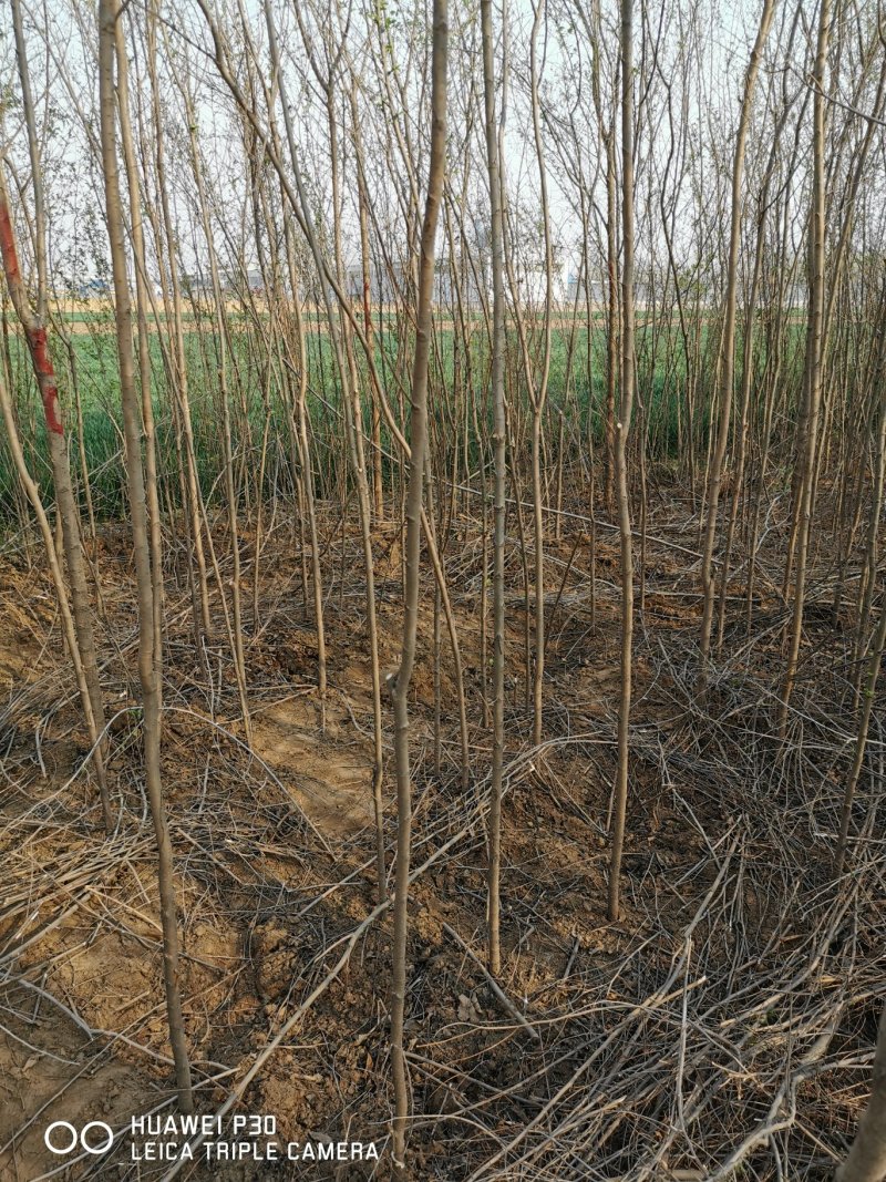 出售胸径两公分榆树5000颗左右，保定货源，有意者电联