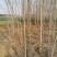 出售胸径两公分榆树5000颗左右，保定货源，有意者电联