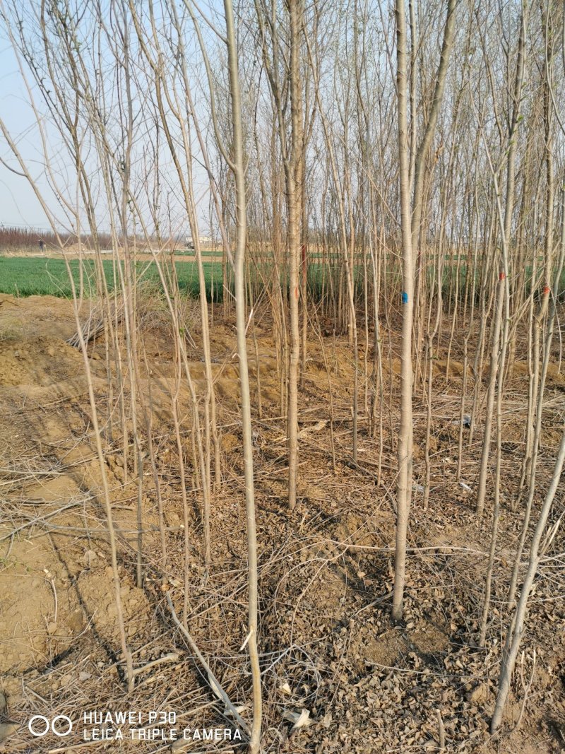 出售胸径两公分榆树5000颗左右，保定货源，有意者电联