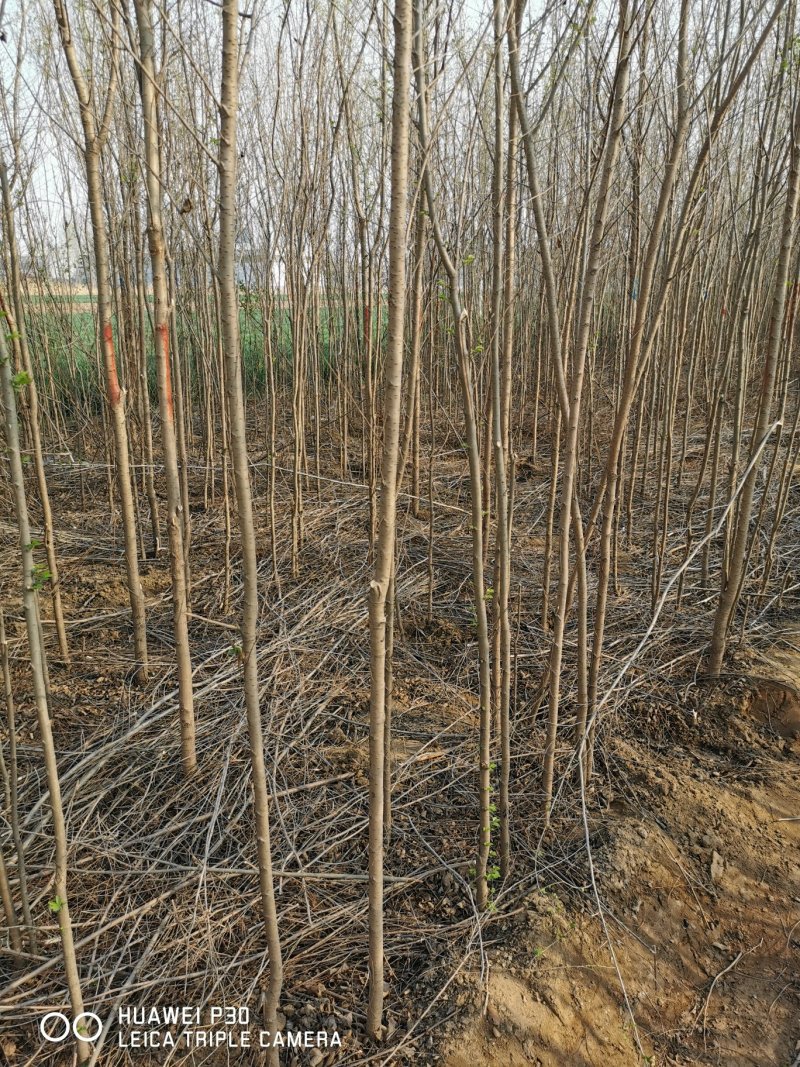 出售胸径两公分榆树5000颗左右，保定货源，有意者电联