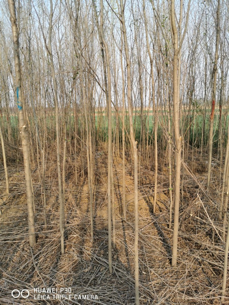 出售胸径两公分榆树5000颗左右，保定货源，有意者电联