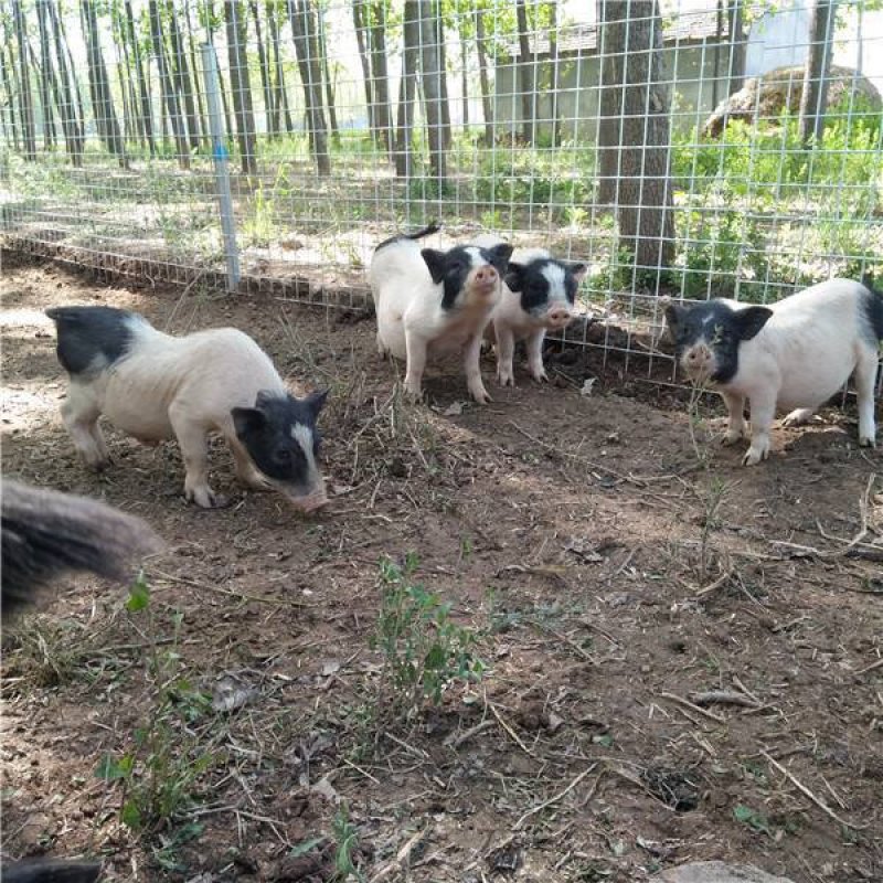 养50只香猪成本多少？占地面积多少？效益怎样