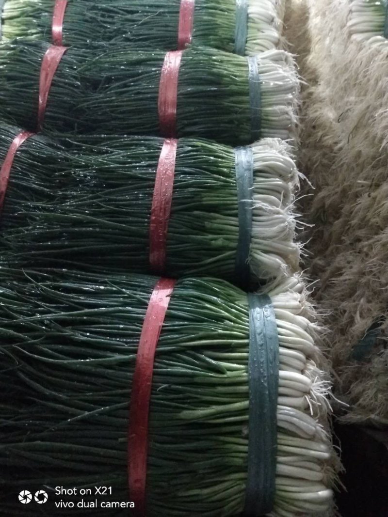 【优选】云南精品四季小葱产地货源充足实力发全国欢迎