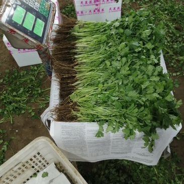 大量香菜出售河北香菜产地有货欢迎联系