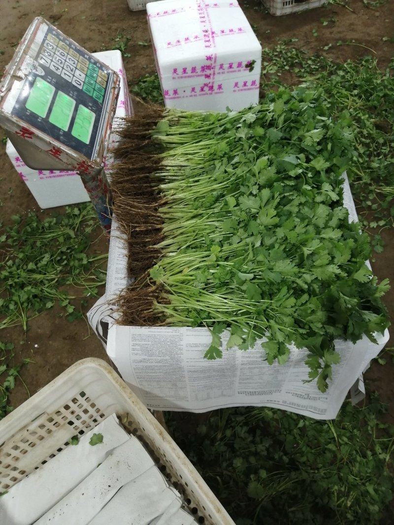 大量香菜出售河北香菜产地有货欢迎联系