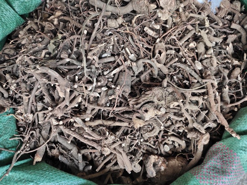 正品野生小罗伞中药材珍珠盖伞朱砂根小郎伞散血丹