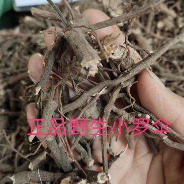 正品野生小罗伞中药材珍珠盖伞朱砂根小郎伞散血丹