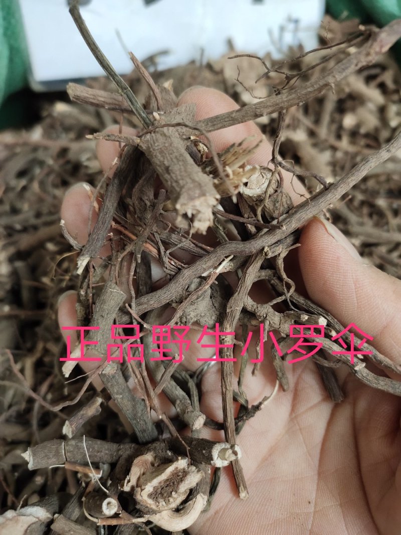 正品野生小罗伞中药材珍珠盖伞朱砂根小郎伞散血丹