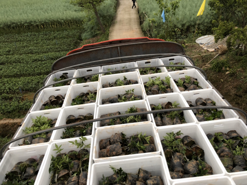 大量出售无刺藤椒苗