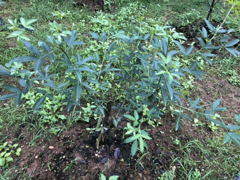 大量出售无刺藤椒苗