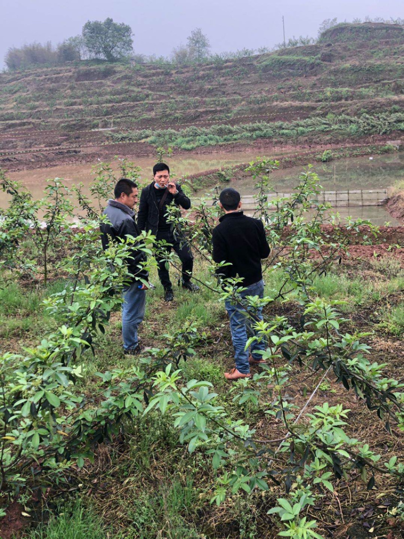 大量出售无刺藤椒苗