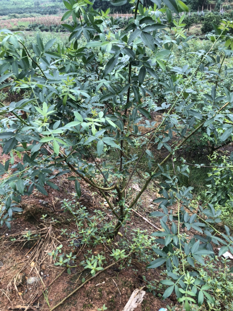 大量出售无刺藤椒苗