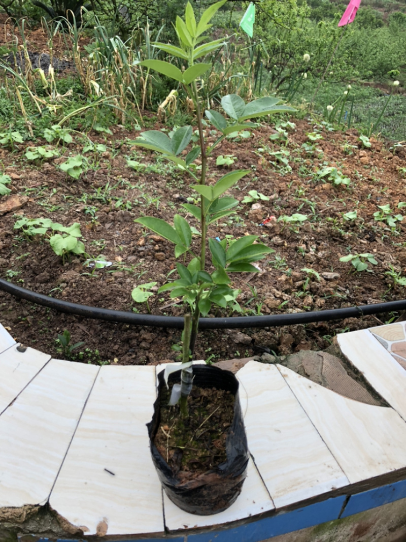 大量出售无刺藤椒苗