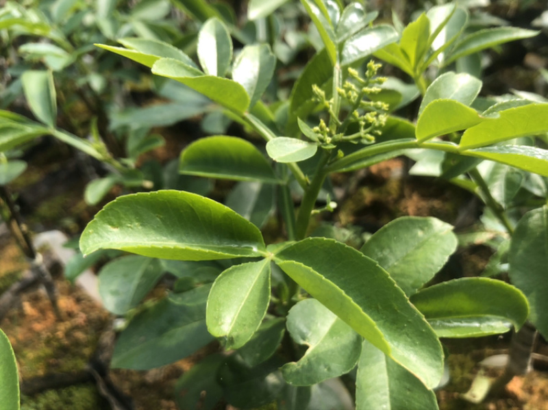 大量出售无刺藤椒苗