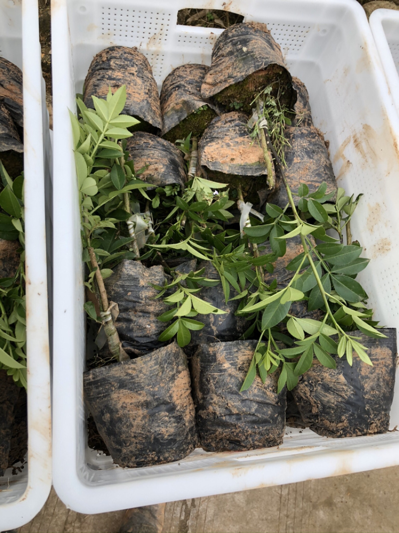 大量出售无刺藤椒苗