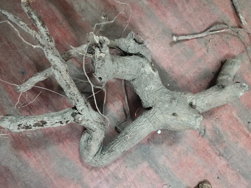 正品中药材走马胎血枫根野生走马风根部