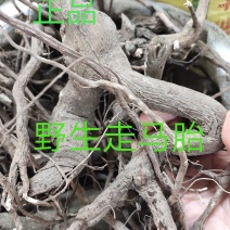 正品中药材走马胎血枫根野生走马风根部