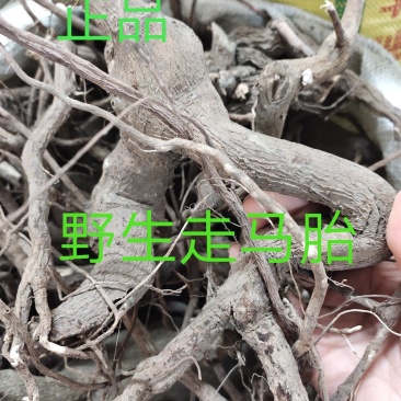 正品中药材走马胎血枫根野生走马风根部