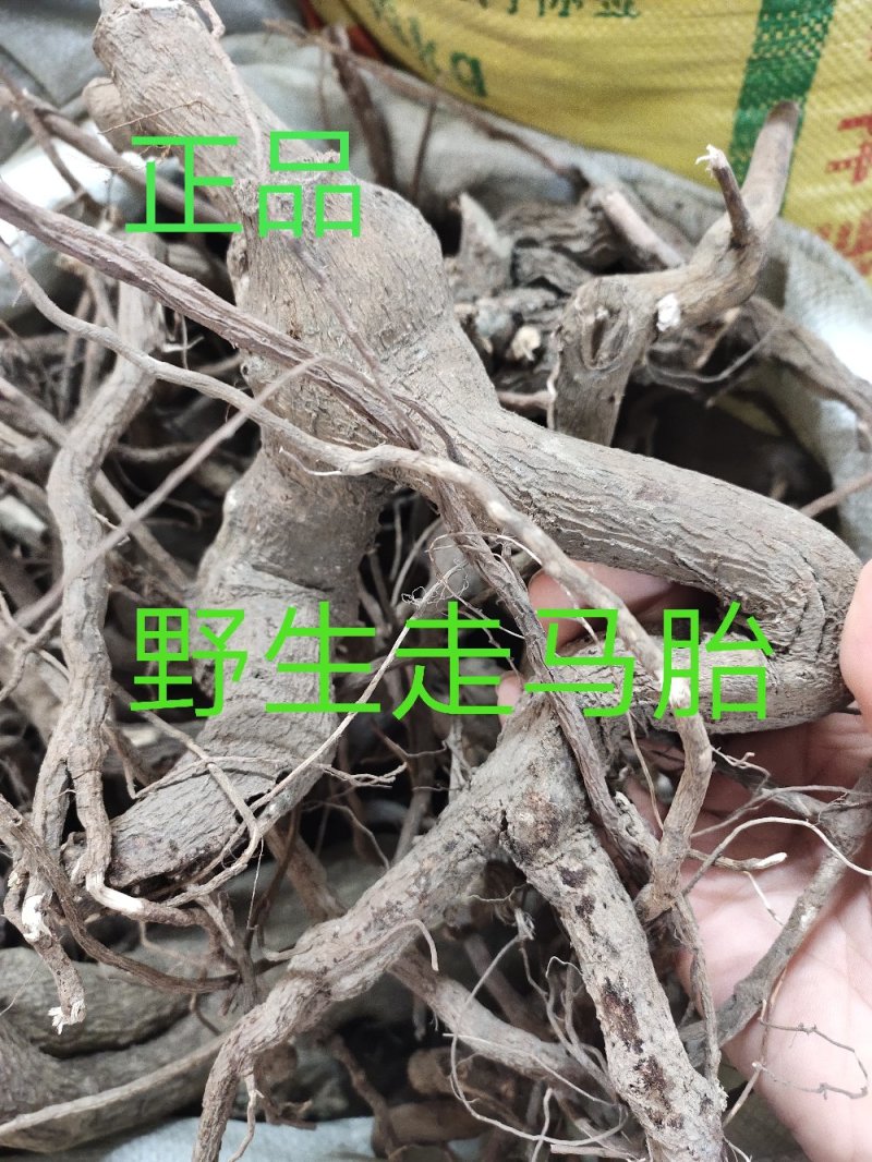 正品中药材走马胎血枫根野生走马风根部