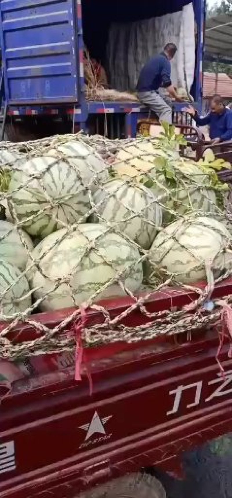 无籽西瓜8斤打底9成熟1茬