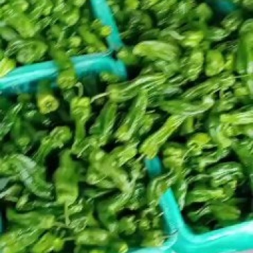 精品辣椒大量有货