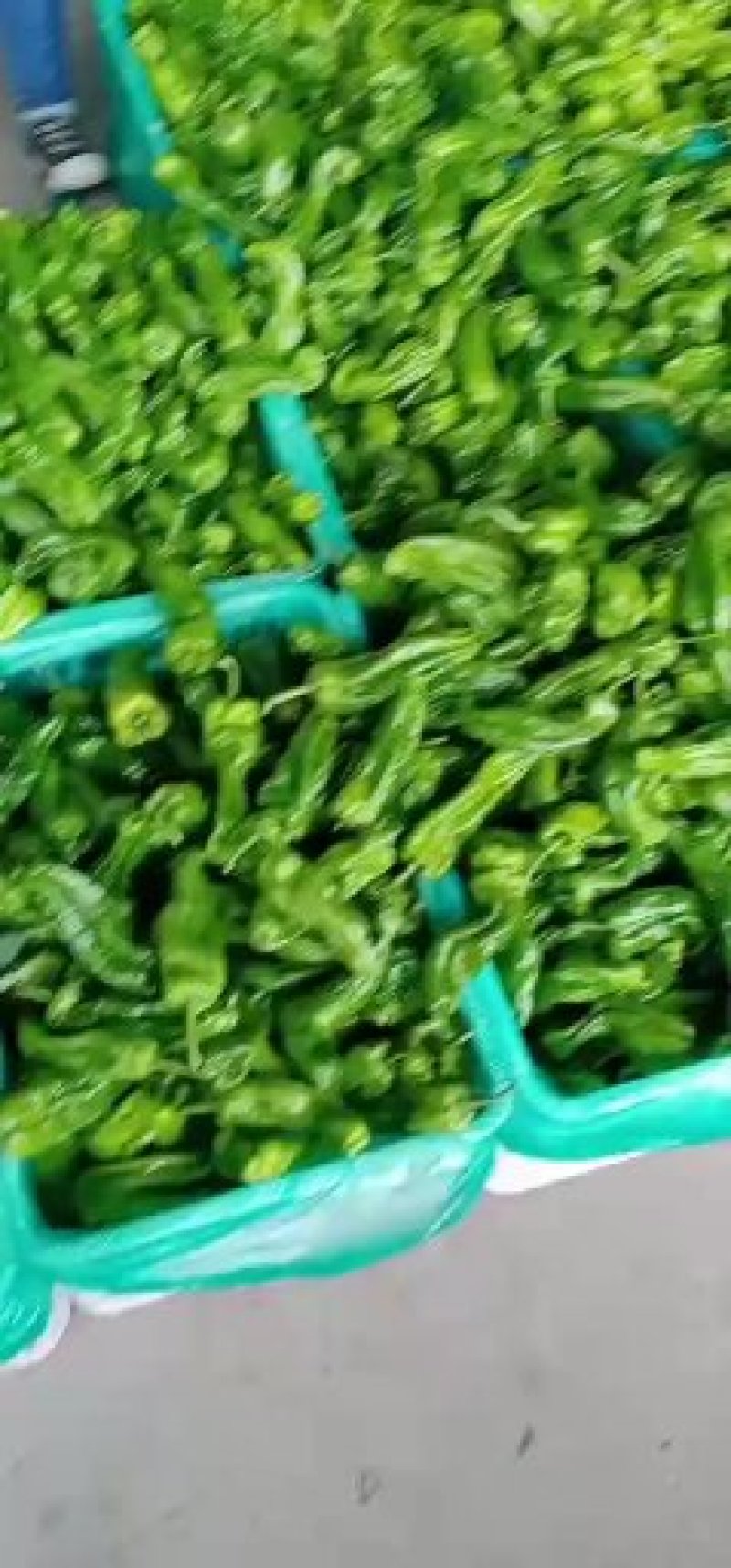 精品辣椒大量有货