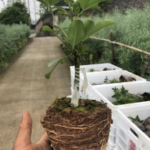 花椒苗