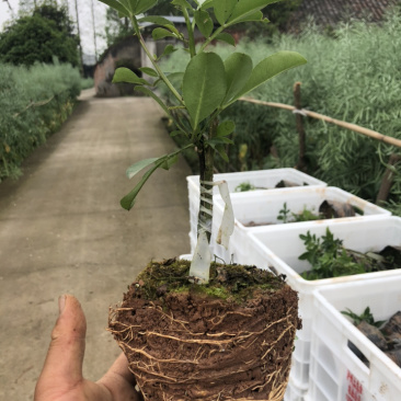花椒苗