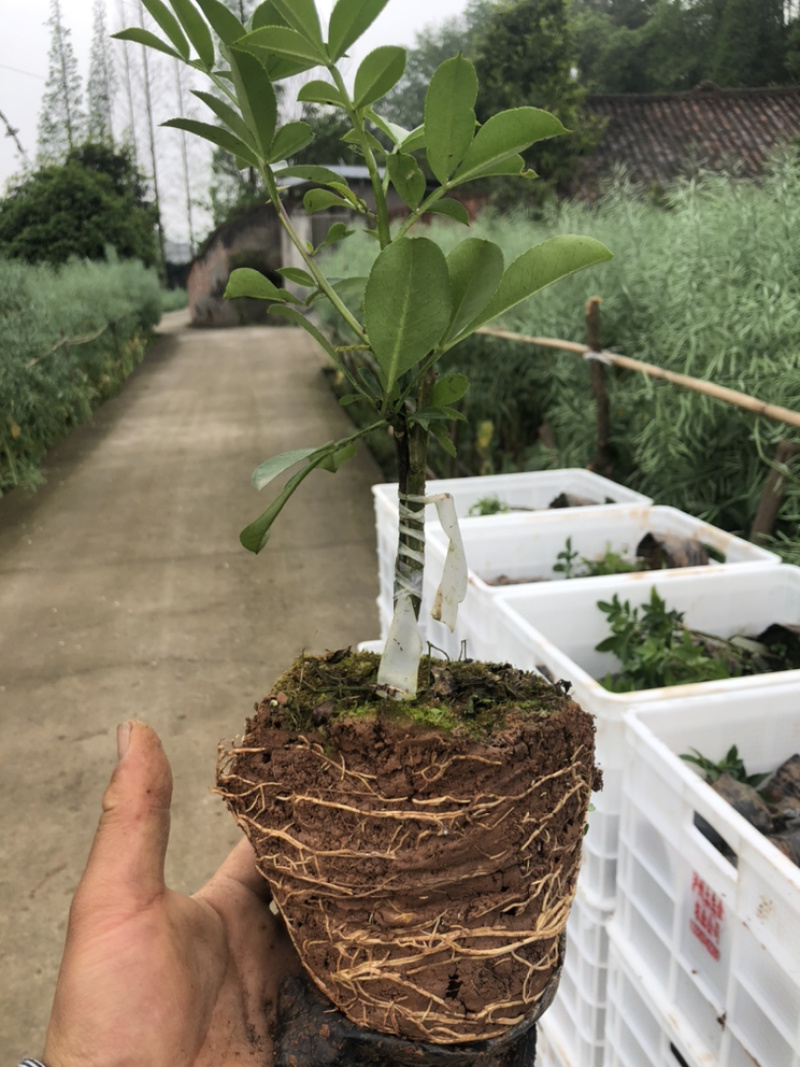 花椒苗