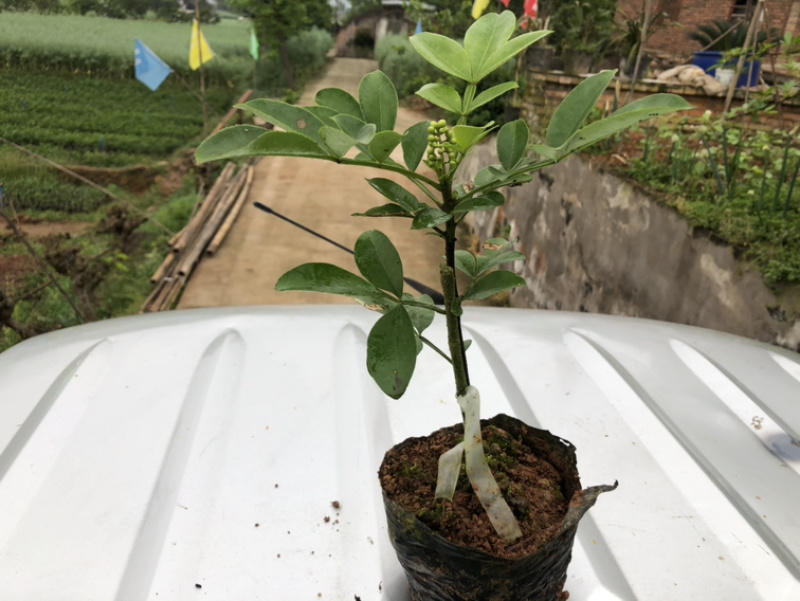 花椒苗