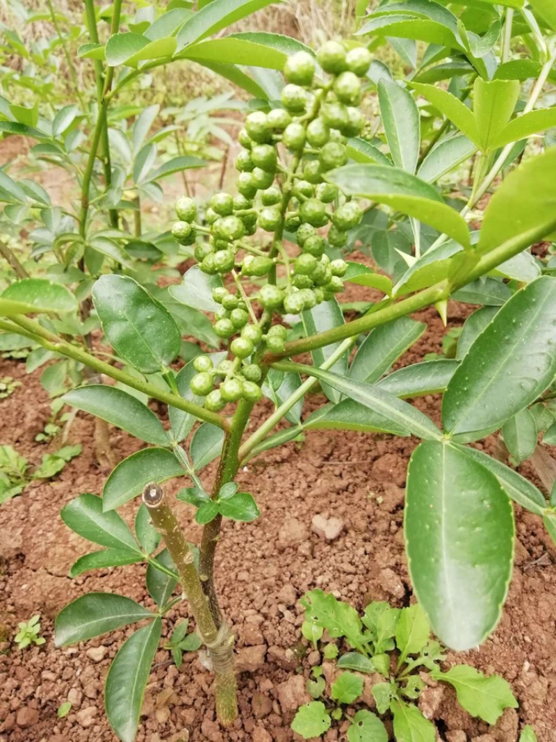 花椒苗