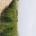 侧柏，侧柏苗，松树，30-300CM