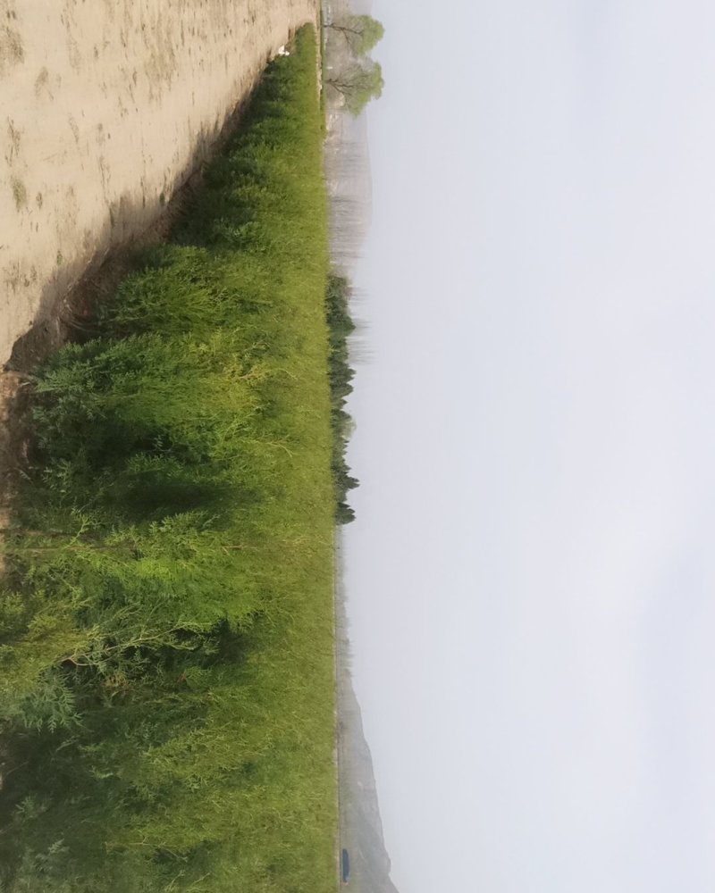 侧柏，侧柏苗，松树，30-300CM