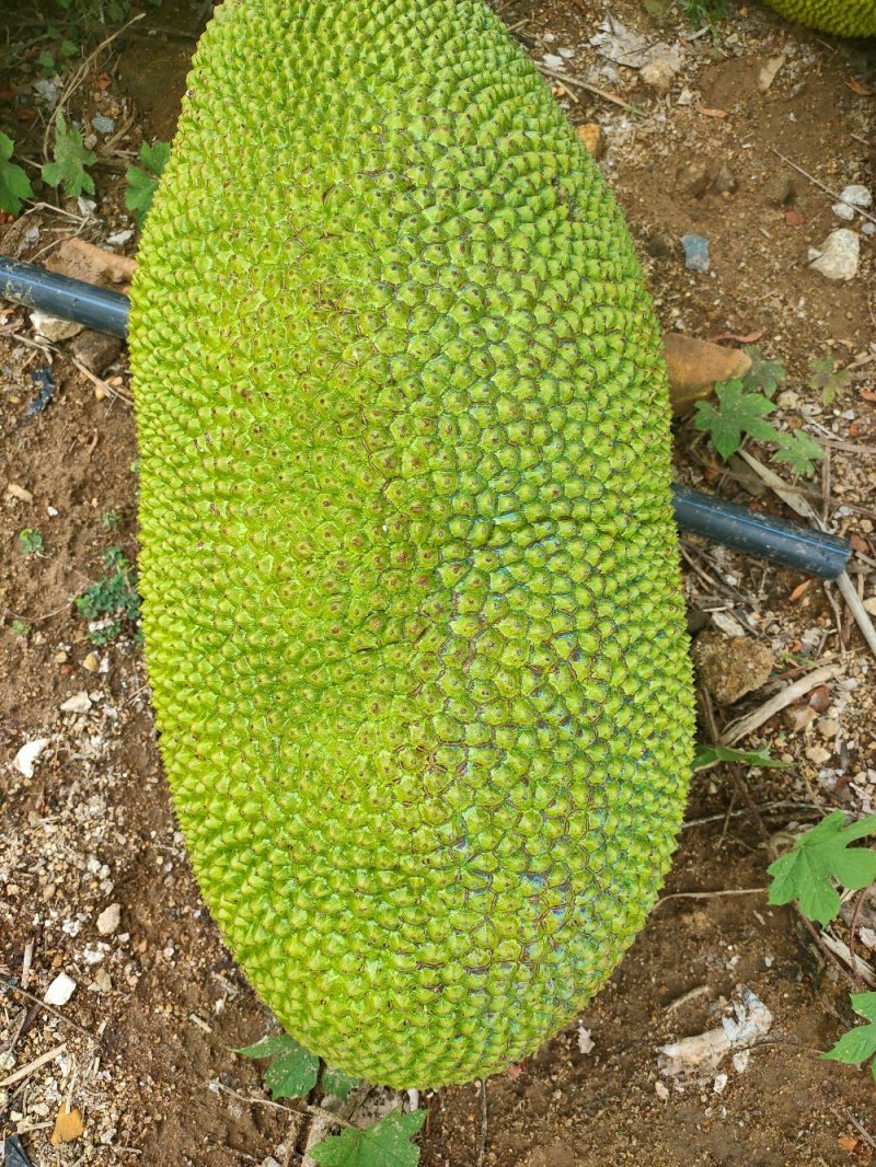 菠萝蜜产地直供，可视频产地看货