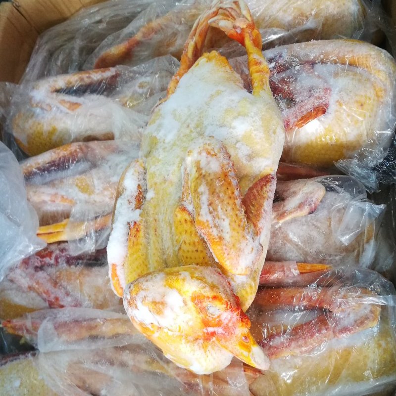 冷冻红头鸭老番鸭红嘴雁非洲雁，老藤子