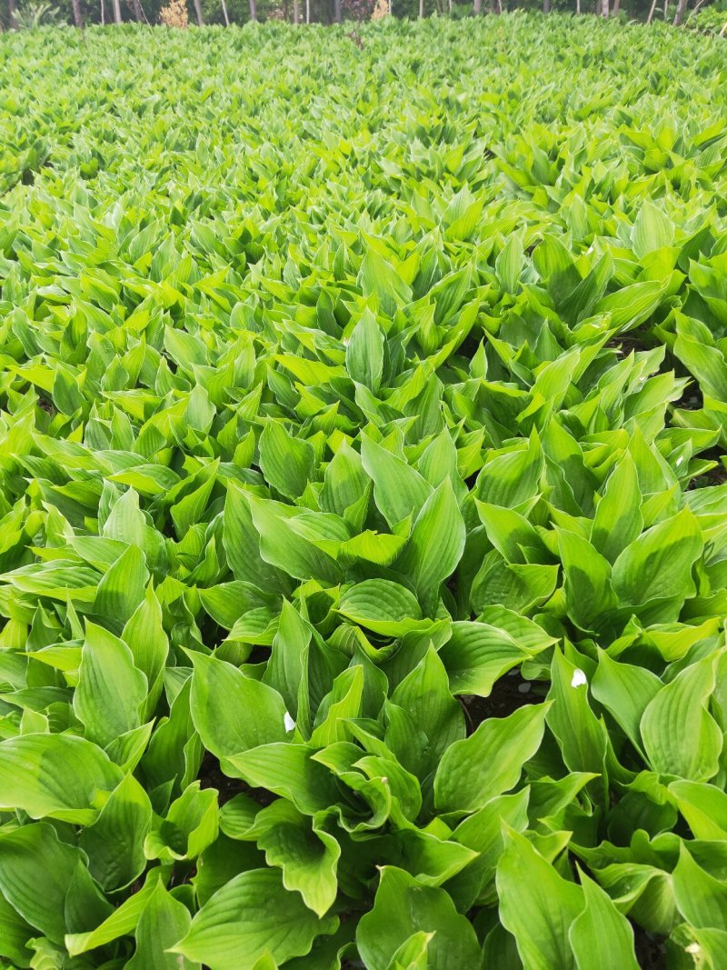 批发青玉簪花叶玉簪价格低基地直发量大可以优惠