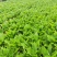 批发青玉簪花叶玉簪价格低基地直发量大可以优惠