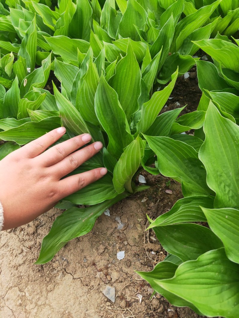 批发青玉簪花叶玉簪价格低基地直发量大可以优惠
