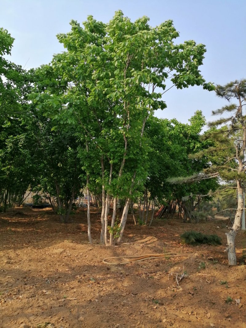 丛生蒙古栎，蒙古栎，都是架植货的，上门指导移栽，