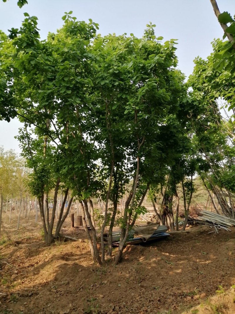 丛生蒙古栎，蒙古栎，都是架植货的，上门指导移栽，