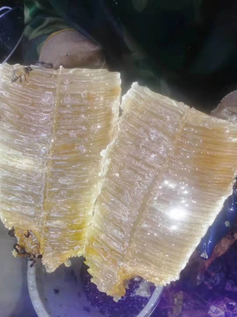悬崖峭壁上的野生蜂蜜，正真的野生蜂蜜保证品质