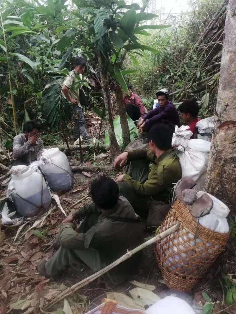 悬崖峭壁上的野生蜂蜜，正真的野生蜂蜜保证品质