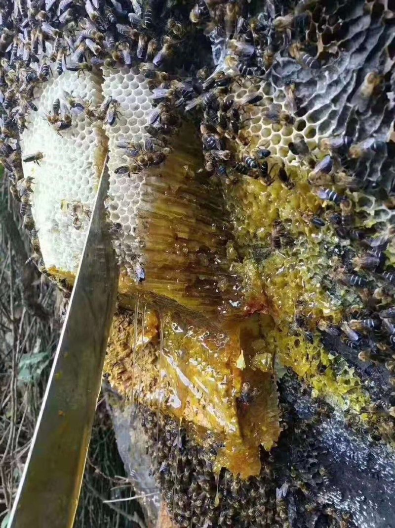 悬崖峭壁上的野生蜂蜜，正真的野生蜂蜜保证品质