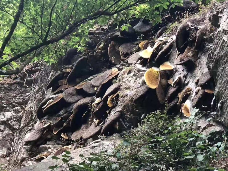 悬崖峭壁上的野生蜂蜜，正真的野生蜂蜜保证品质