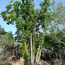 丛生蒙古栎，蒙古栎，都是架植货的，上门指导移栽，